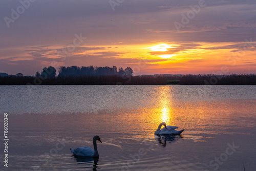 Łabędzie na tafli jeziora z obiciem wschodu słońca © KoLesfot