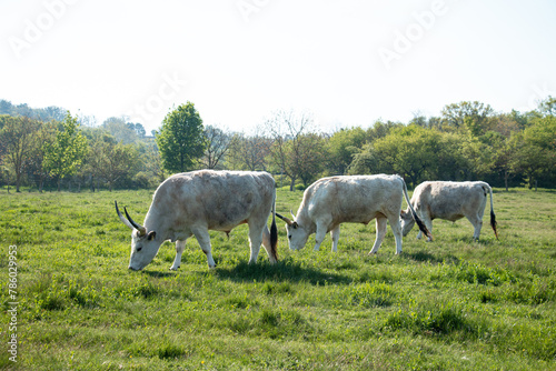 Fototapeta Naklejka Na Ścianę i Meble -  Hungarian grey cattle in the field.