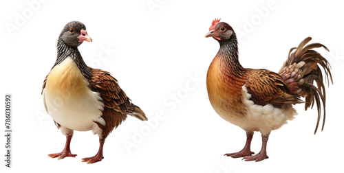 set of fowl isolated on transparent background photo