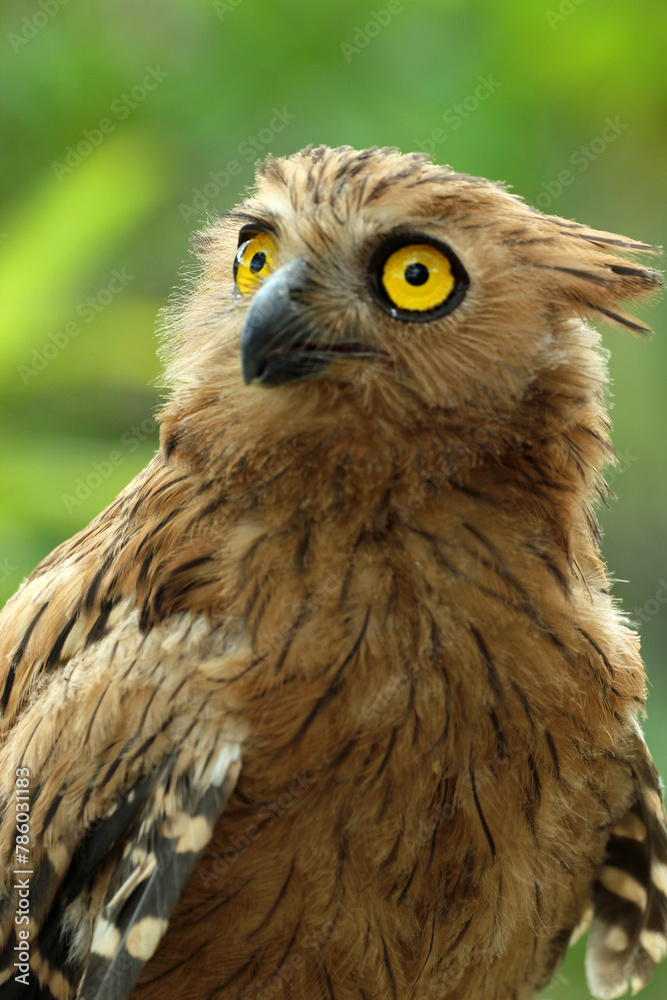 Naklejka premium bird, owl, owl chick face