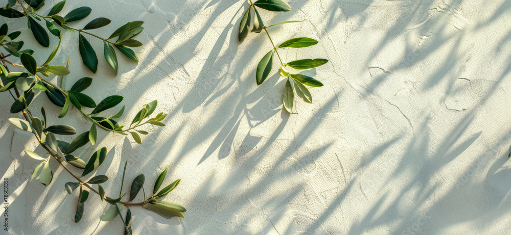 A leafy olive tree casts a shadow on a white wall