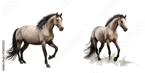 set of horse isolated on transparent background