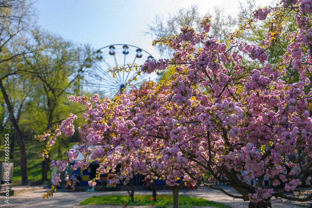 Delicate pink sakura in full bloom. Beautiful petals against the blue sky. Spring nature, bloom, beauty, macro. Bright pink flowers on tree branches. Spring Park