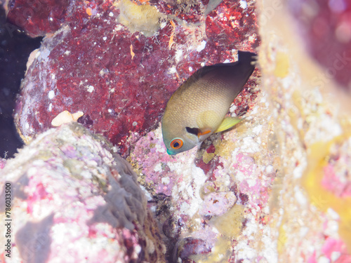ヒリゾ浜の美しいナメラヤッコ（キンチャクダイ科）の幼魚。

静岡県伊豆半島賀茂郡南伊豆町中木から渡し船で渡るヒリゾ浜にて。
2023年水中撮影。


The Beautiful Pearlscale angelfish (Centropyge vrolikii) juvenile. 

At Hirizohama beach, by ferry from Nakagi, Minami-Izu-ch photo