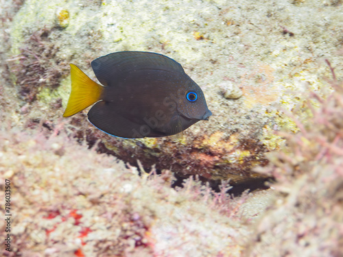 ヒリゾ浜の可愛いコクテンサザナミハギ（ニザダイ科）の幼魚。

静岡県伊豆半島賀茂郡南伊豆町中木から渡し船で渡るヒリゾ浜にて。
2023年水中撮影。


A school of the Lovely Twospot surgeonfish (Ctenochaetus binotatus).

At Hirizohama beach, by ferry from Nakagi, Minami-Izu- photo