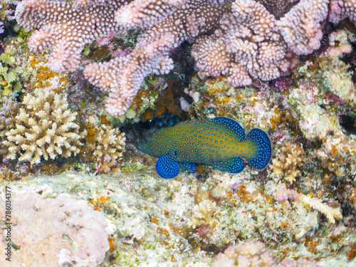                                                                                                                                                                                           2022                    The Beautiful Peacock grouper and others in Wonderful coral reefs.  At the beach of Gahi Island  by ferry from Zamami Island