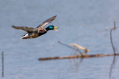 Germano in volo sul fiume Po