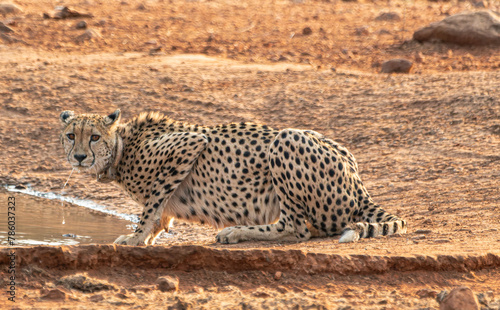 Gepard Weibchen 