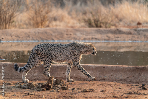 Gepard auf der Suche nach Nahrung