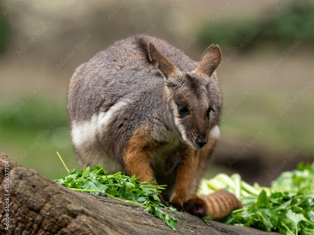 Obraz premium Känguru