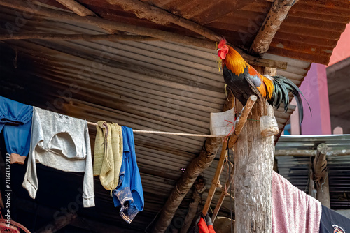 A rooster under the roof. A rooster stands on a hanger next to a clothesline. 