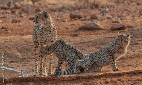 Gepard-Famile im Alarm-Modus