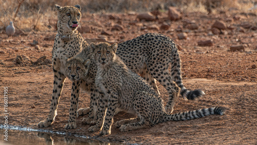 Gepard-Familie