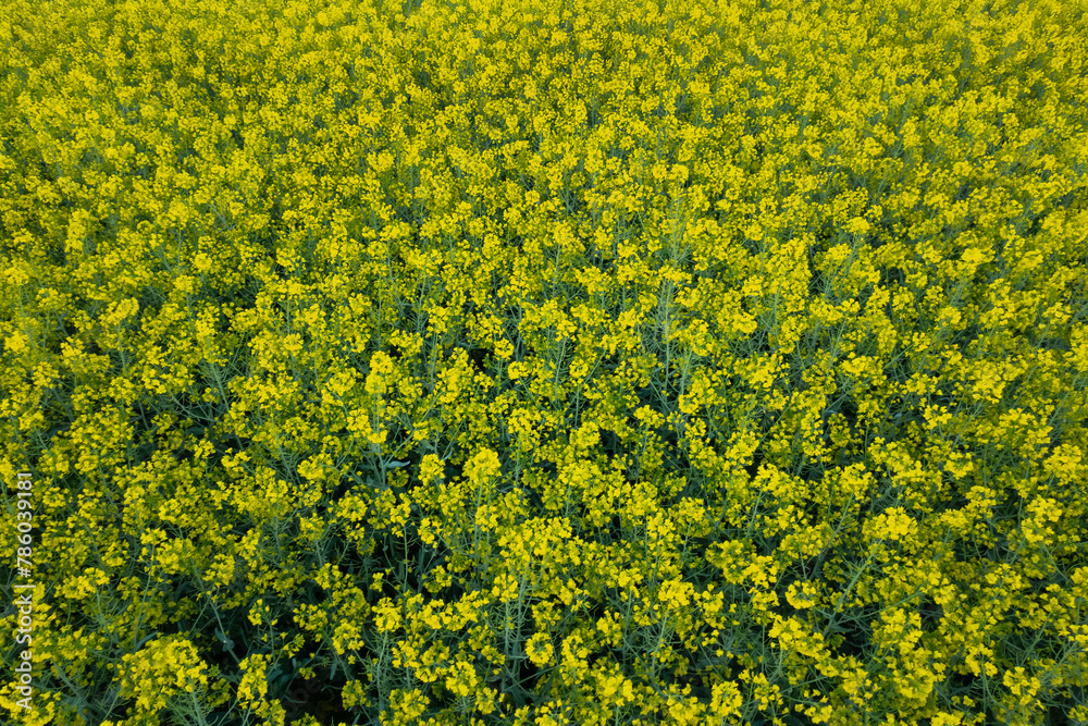 Yellow rapeseed flowers fill the field in a bird's-eye view, creating a vibrant yellow background. Yellow rapeseed flowers fill the field in a bird's-eye view, creating a vibrant yellow background.