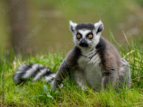 Lemuren © Peter
