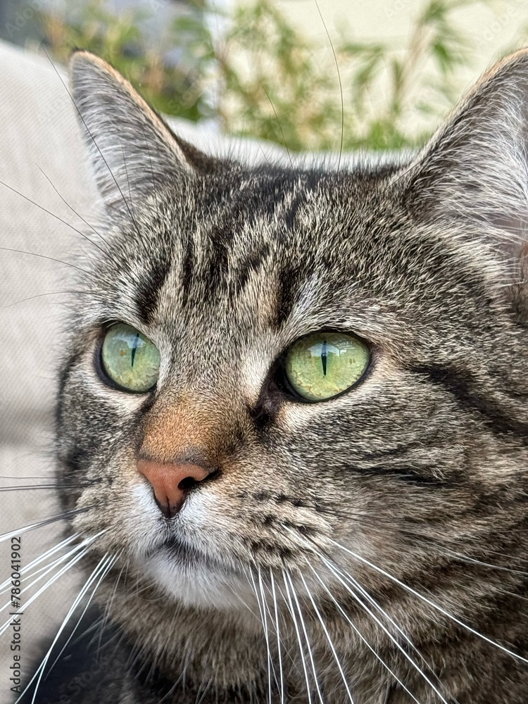 Cat Face green eyes Cat Face green eyes