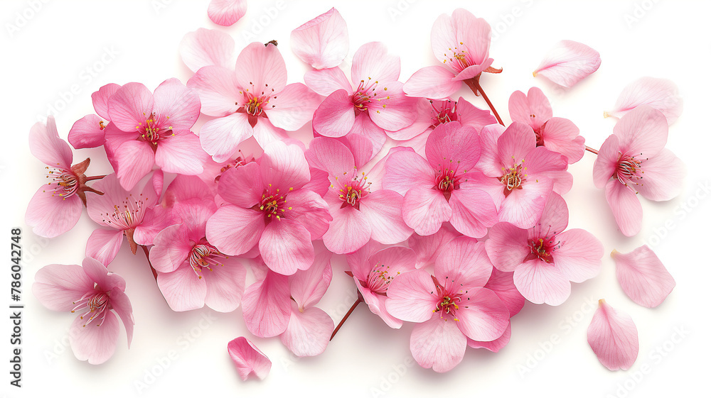 Cluster of delicate pink cherry blossoms on a white background.