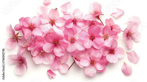 Cluster of delicate pink cherry blossoms on a white background.