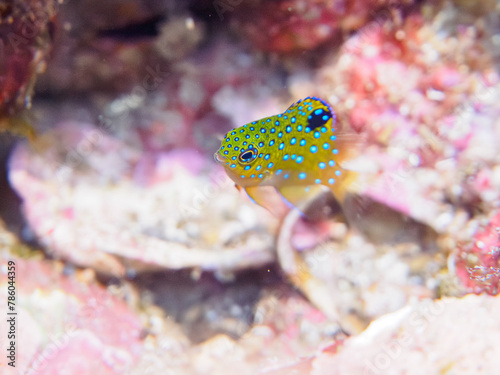 ヒリゾ浜の宝石のように美しいルリホシスズメダイ（スズメダイ科）の幼魚。

静岡県伊豆半島賀茂郡南伊豆町中木から渡し船で渡るヒリゾ浜にて。
2023年水中撮影。


The Beautiful Jewel Damsel (Stegastes lacrymatus) juvenile. 

At Hirizohama beach, by ferry from Nakagi, Minami-Izu-ch photo