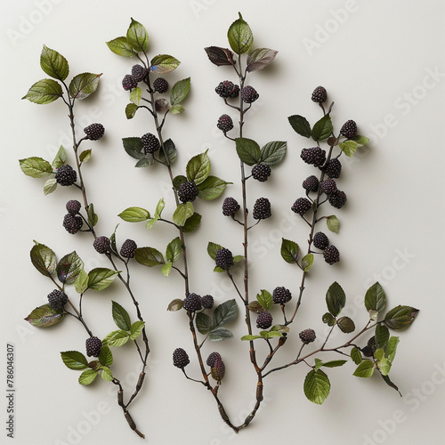 Ripe Blackberry Branches white background photo