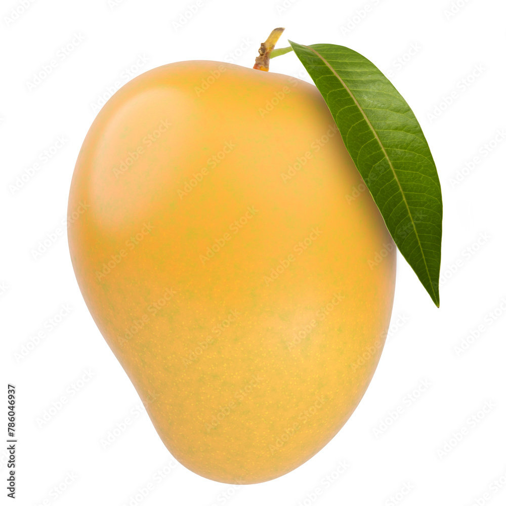 Fototapeta premium Fresh Alphonso mango fruit with stem and leaf isolated white background.