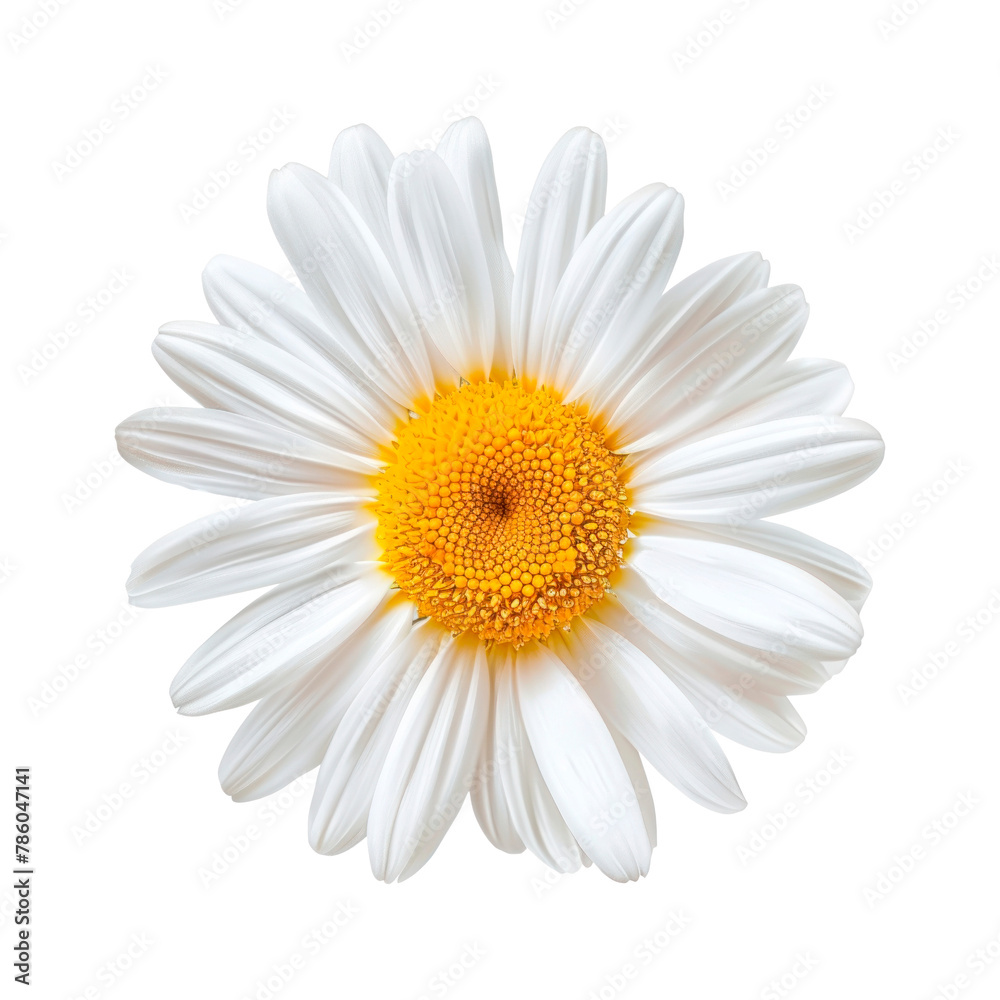 Fototapeta premium Daisy flower. Isolated on transparent background. 