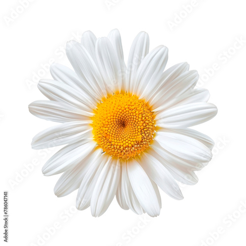 Daisy flower. Isolated on transparent background. 