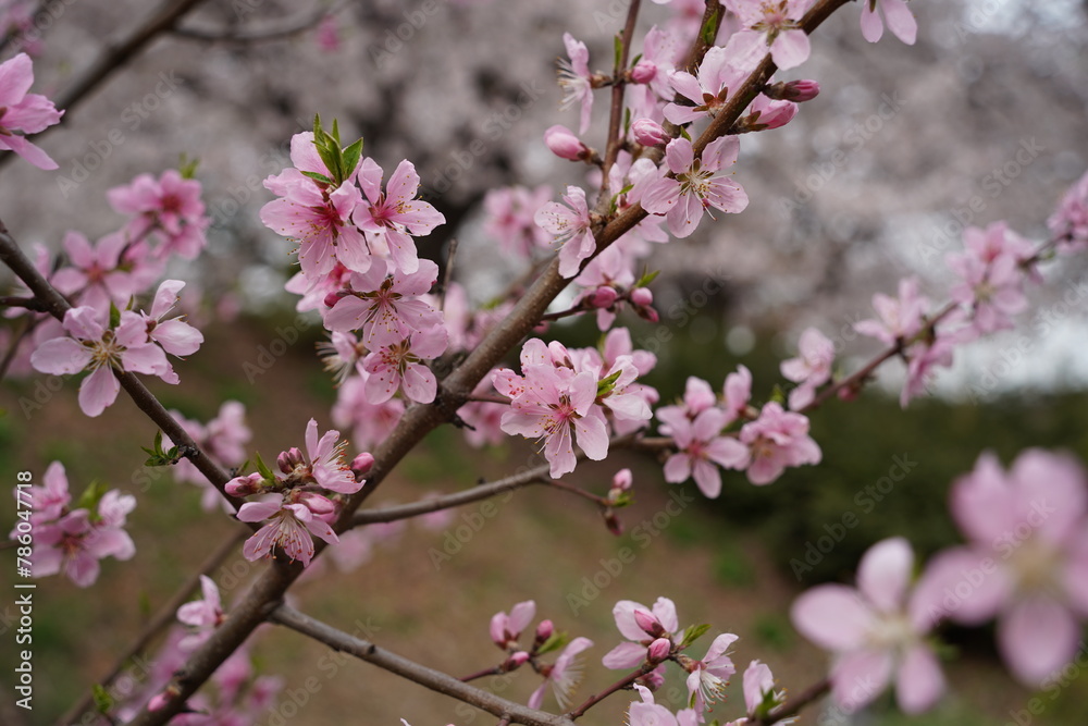 Chinese wild peach in springtime, closeup of pink flowers Chinese wild peach in springtime, closeup of pink flowers