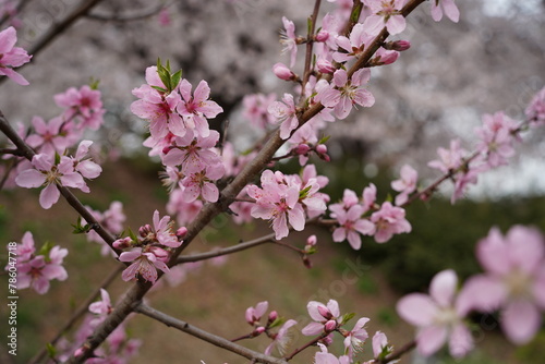 Chinese wild peach in springtime, closeup of pink flowers