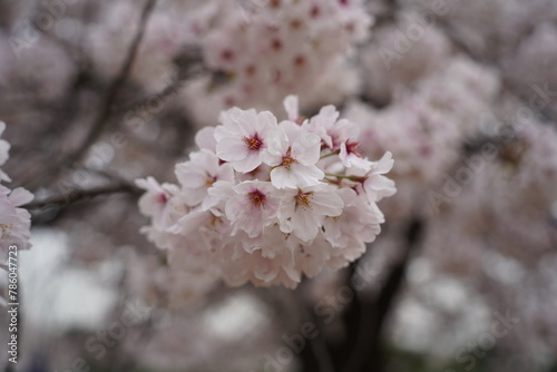 Pink cherry blossoms are in full bloom on the tree branches.