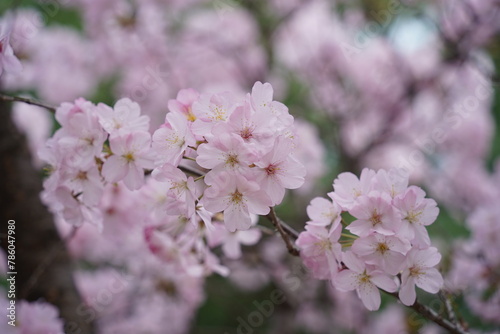 cherry blossom sakura in spring time with soft focus background © hyungmin