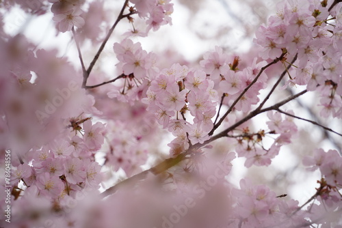 cherry blossom sakura in spring time with soft focus background © hyungmin
