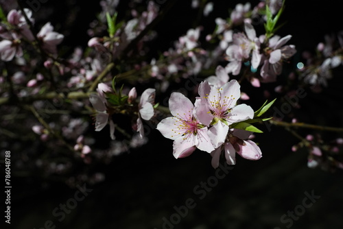cherry blossom petals in the dark night