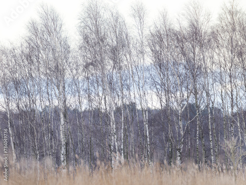 Birch trees in line , reegds
