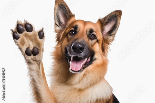 German shepherd dog with paw up on white background. Generative Ai
