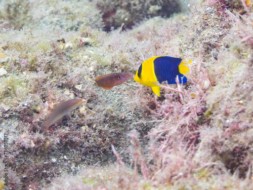 ヒリゾ浜の美しいソメワケヤッコ（キンチャクダイ科）の幼魚他。

静岡県伊豆半島賀茂郡南伊豆町中木から渡し船で渡るヒリゾ浜にて。
2023年水中撮影。


The Beautiful Bicolor angelfish (Centropyge bicolor) juvenile and others. 

At Hirizohama beach, by ferry from Nakagi, Mina photo