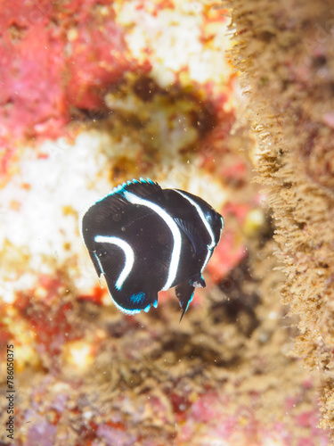 ヒリゾ浜の美しいサザナミヤッコ（キンチャクダイ科）の幼魚他。

静岡県伊豆半島賀茂郡南伊豆町中木から渡し船で渡るヒリゾ浜にて。
2023年水中撮影。


The Beautiful Zebra angelfish juvenile and others. 

At Hirizohama beach, by ferry from Nakagi, Minami-Izu-cho,  Izu Penins photo