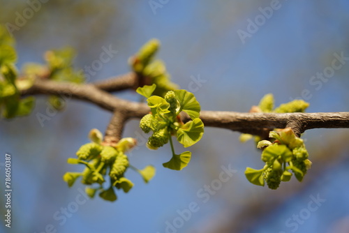 Ginkgo tree leaves sprouting new buds © hyungmin