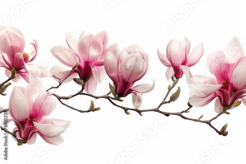 Spring Isolated. Magnolia Flowers Pink Branch Border for Spring Decoration