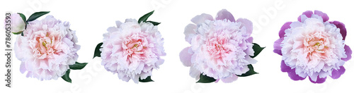 Watercolor set pink peonies flowers isolated background. Closeup. For design. Transparent background. Nature.