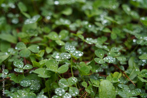 Green clover leaves with dew drops after rain in the forest