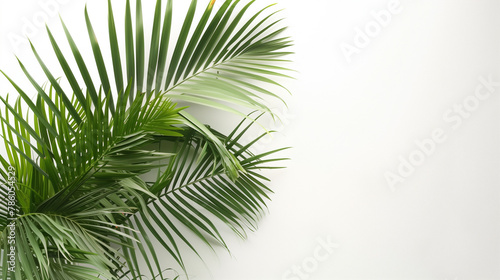 Tropical palm leaves against white wall  sunlight coming from side and shadows  summer advertising copy space