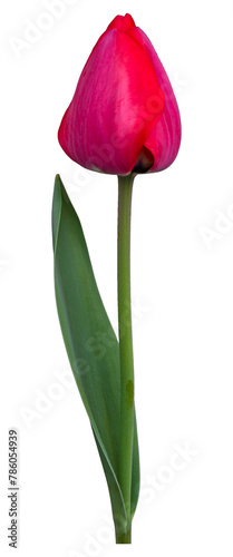 PNG Isolated tulip transparent background