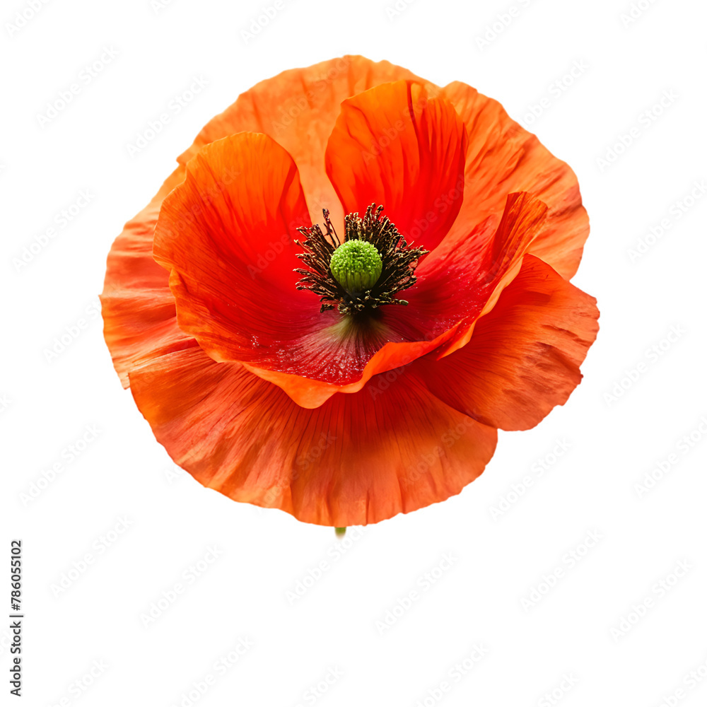 Obraz premium Iceland poppy flower isolated on transparent background