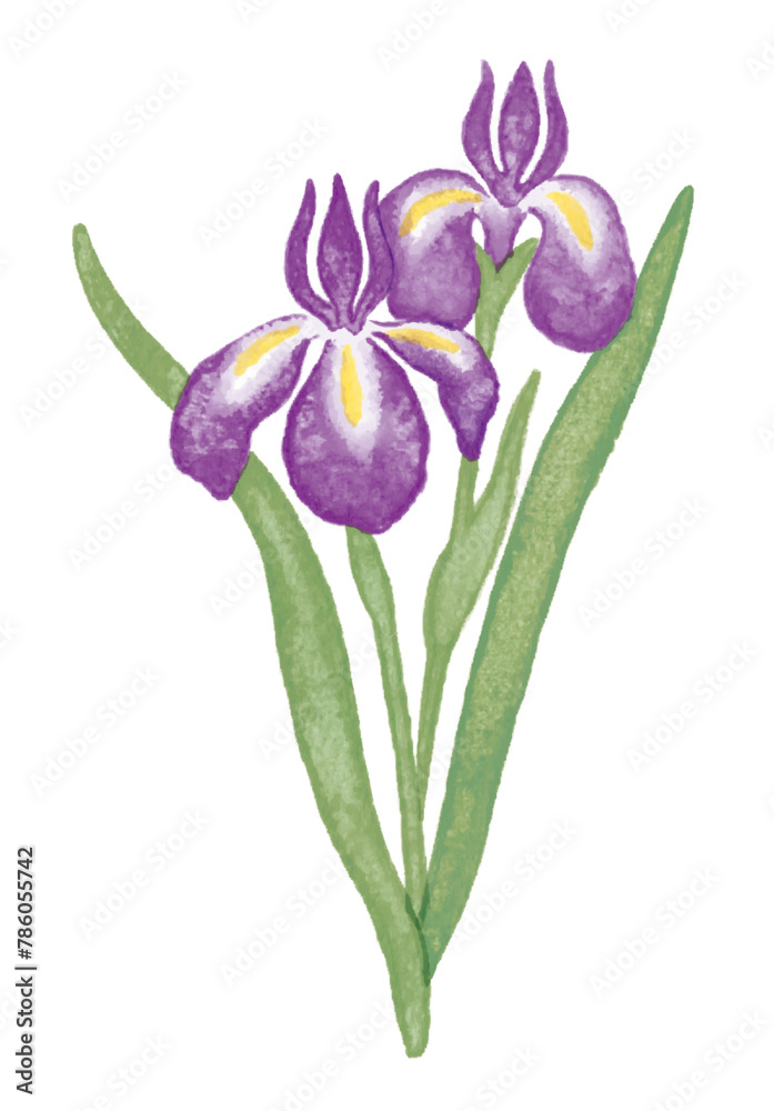 アヤメの花　菖蒲　アイリス　カキツバタ　紫