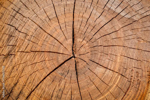Textura de um tronco de madeira com algumas rachaduras sobre a superfície