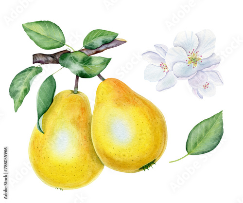 Botanical watercolor. Pear fruit, flowers and leaves.
