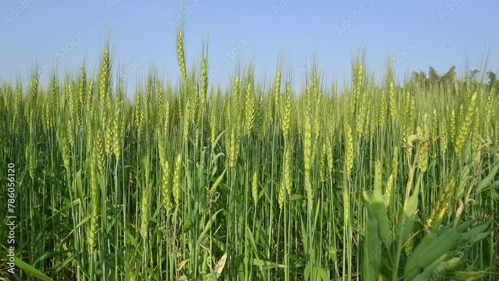 Ears of wheat plants. Panoramic view of green field of wheat a clear sunny day. Green wheat field swaying in the wind. Beautiful view of green field. Slow motion video. Ears of wheat plants. Panoramic view of green field of wheat a clear sunny day. Green wheat field swaying in the wind. Beautiful view of green field. Slow motion video.
