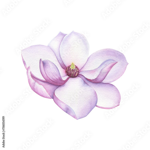 Magnolia flower in watercolor. Blooming flower.
