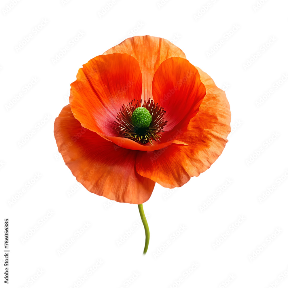 Obraz premium Iceland poppy flower isolated on transparent background